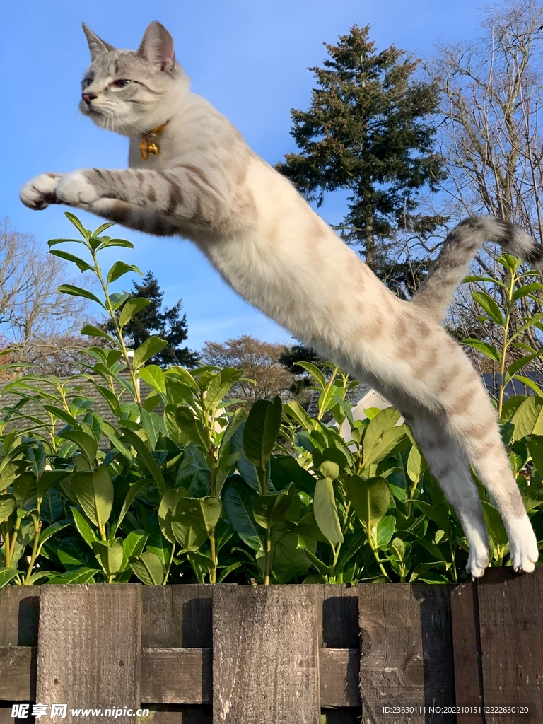 跳跃的猫