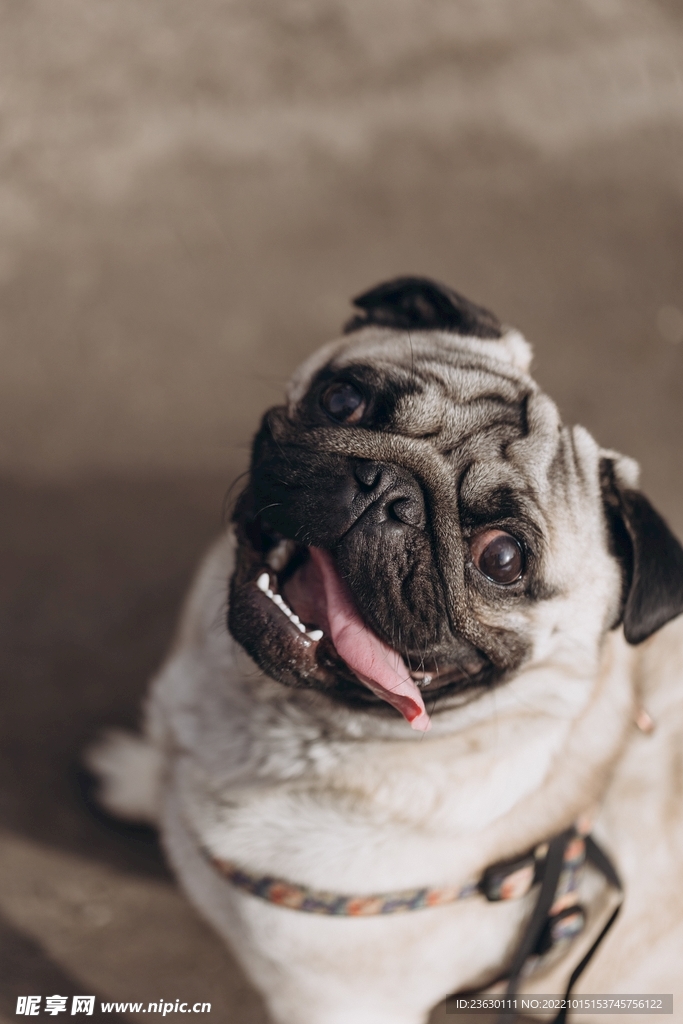 八哥犬