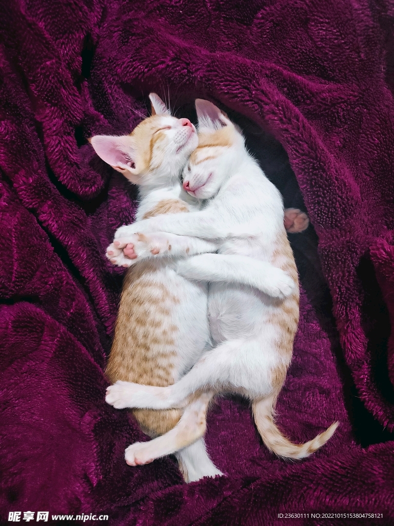 拥抱的猫咪