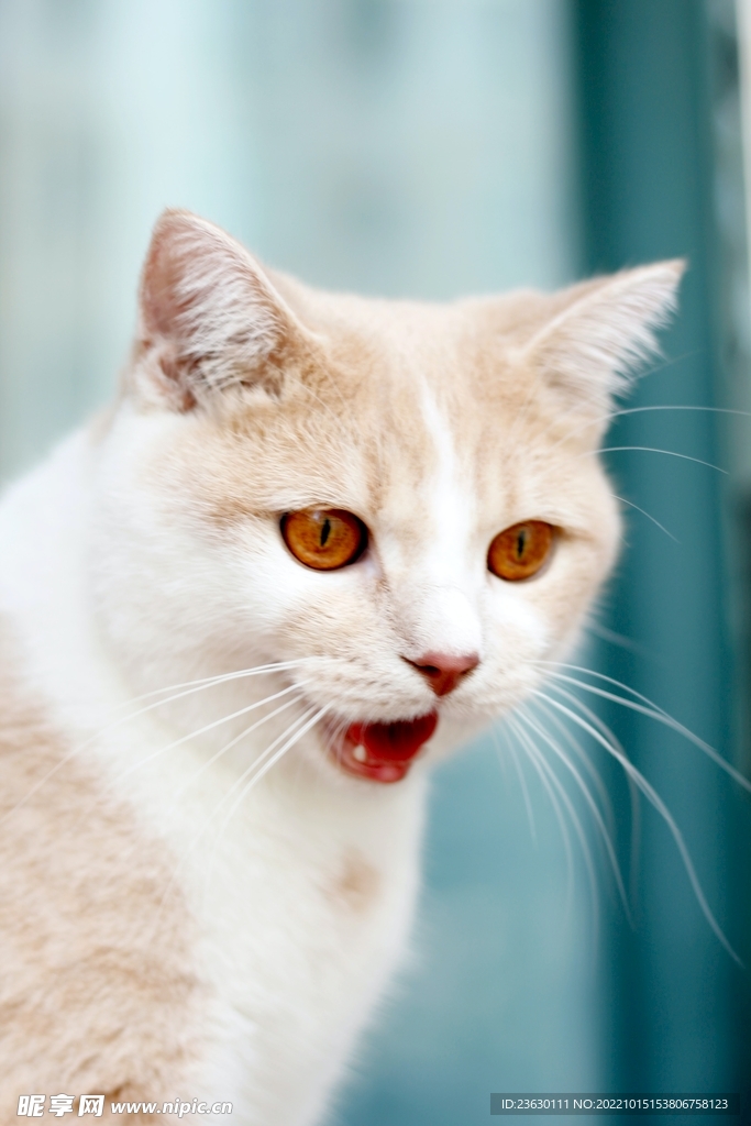 小花猫