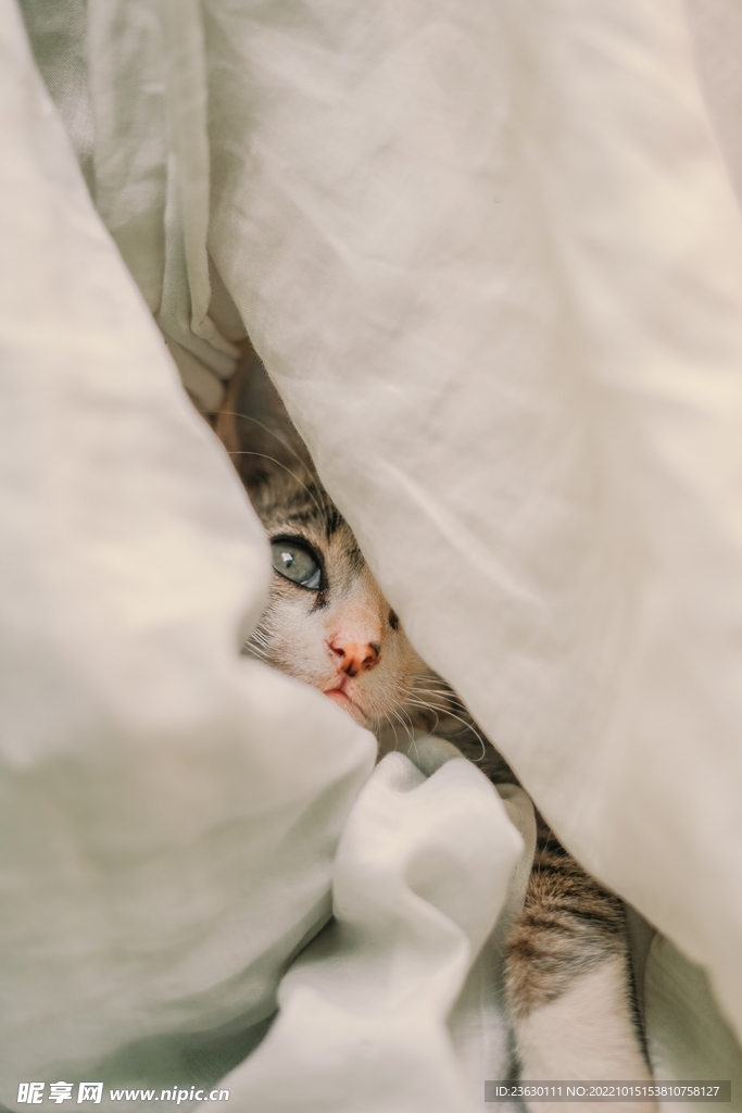 躲猫猫