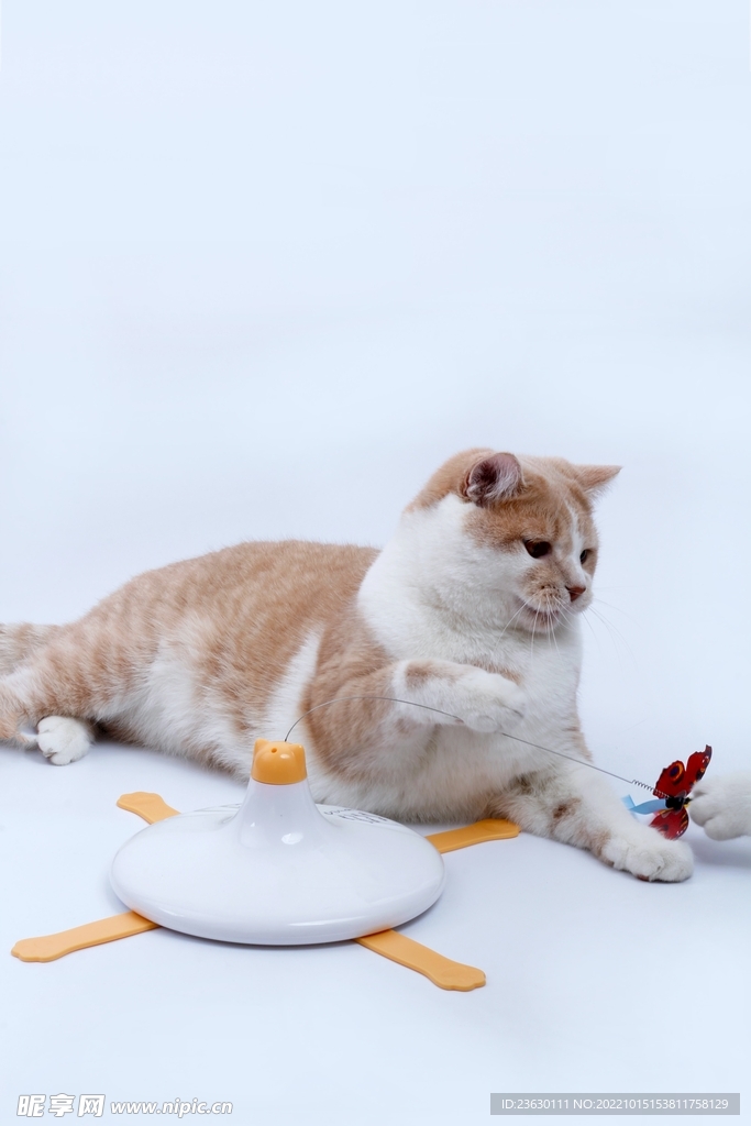 猫咪