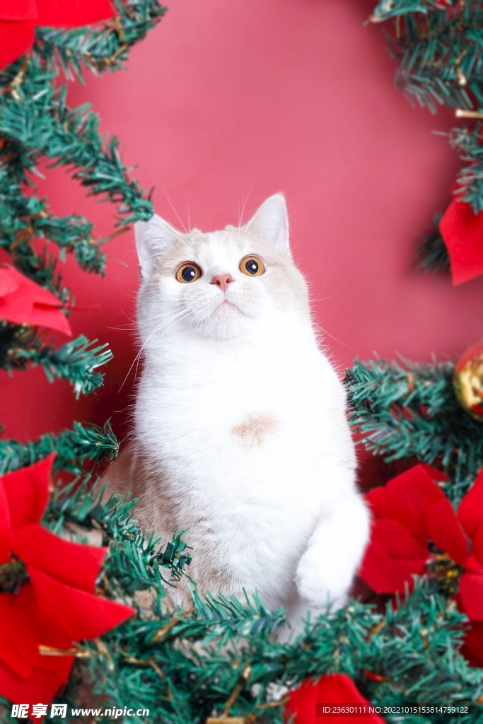 猫咪
