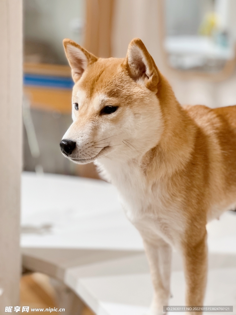 柴犬