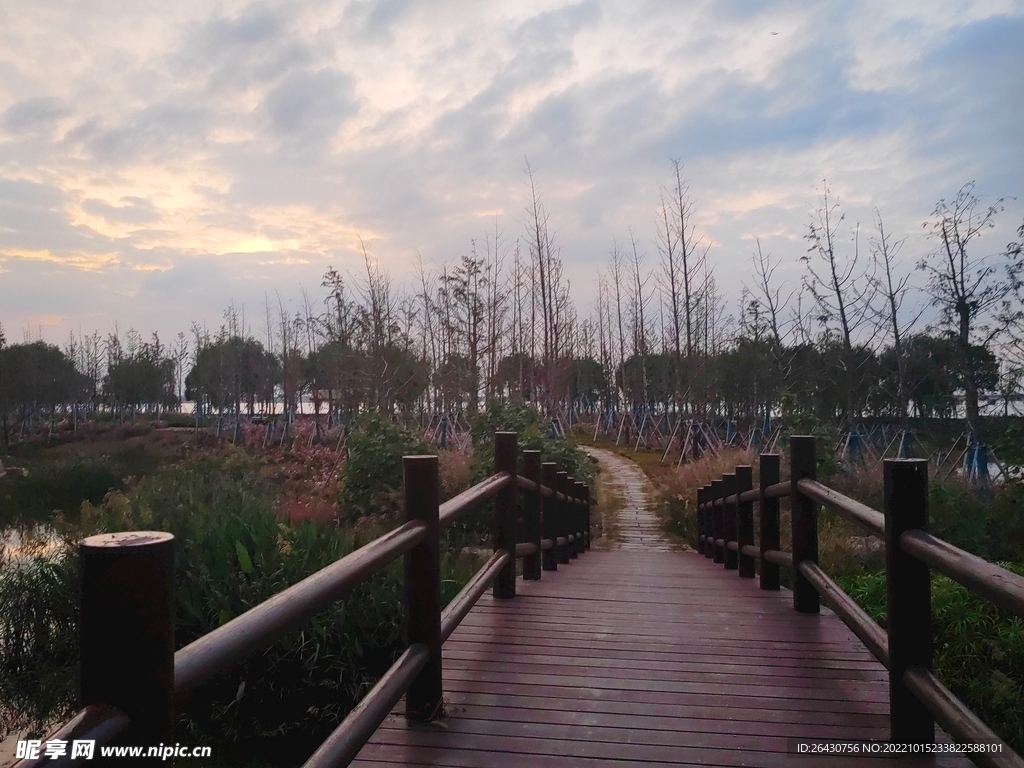 夕阳下林间小木桥
