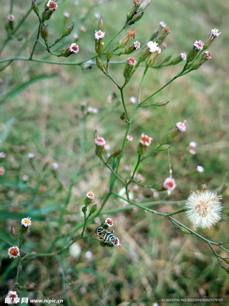 钻叶紫菀