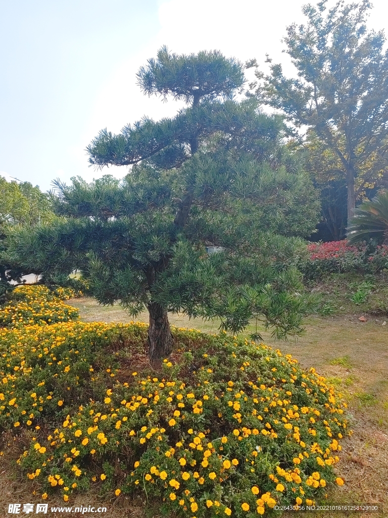 罗汉松
