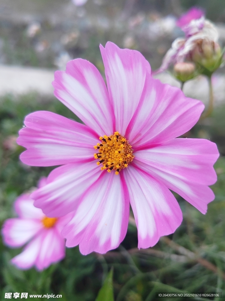 秋英格桑花