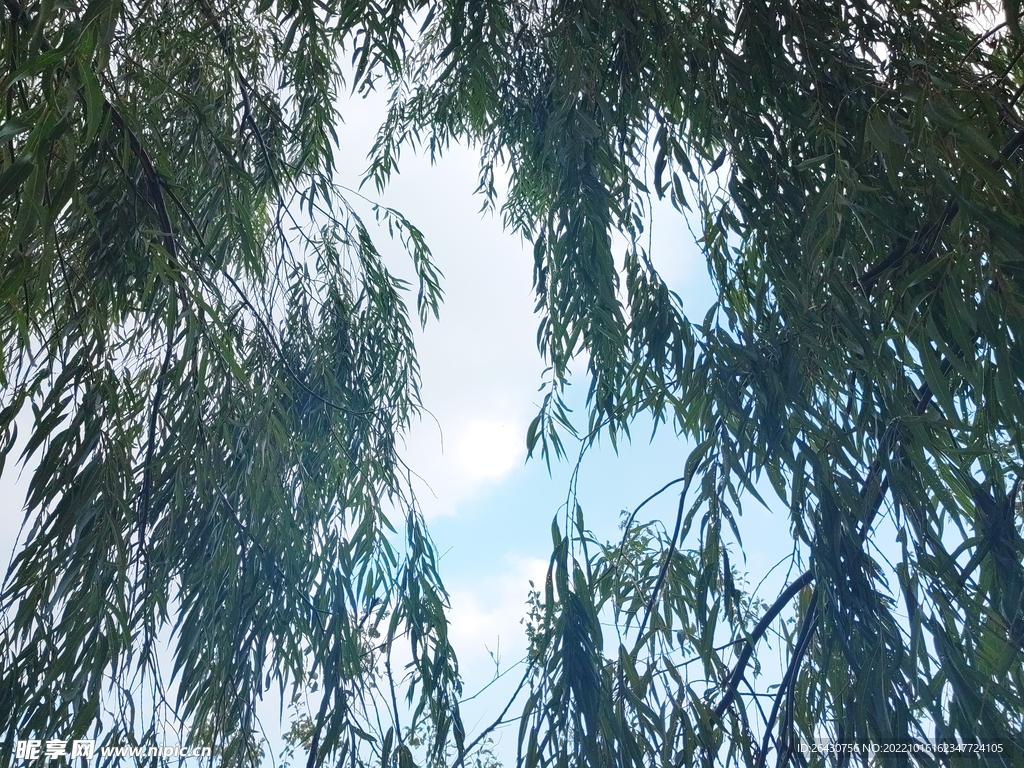 柳树叶子