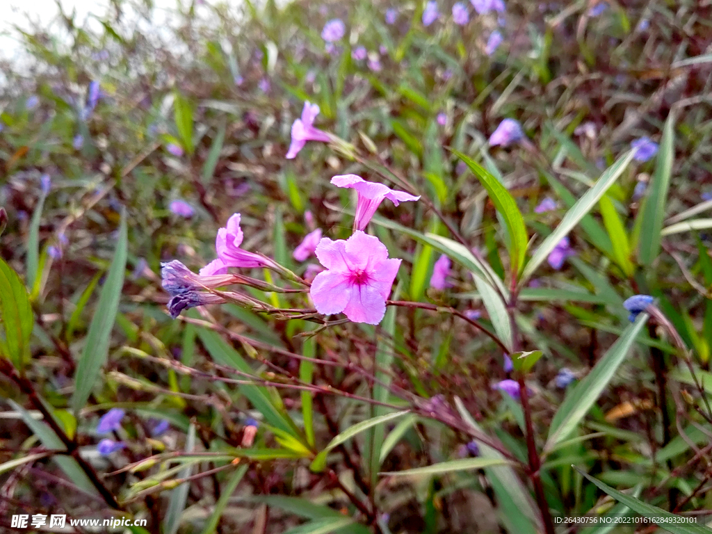蓝花草