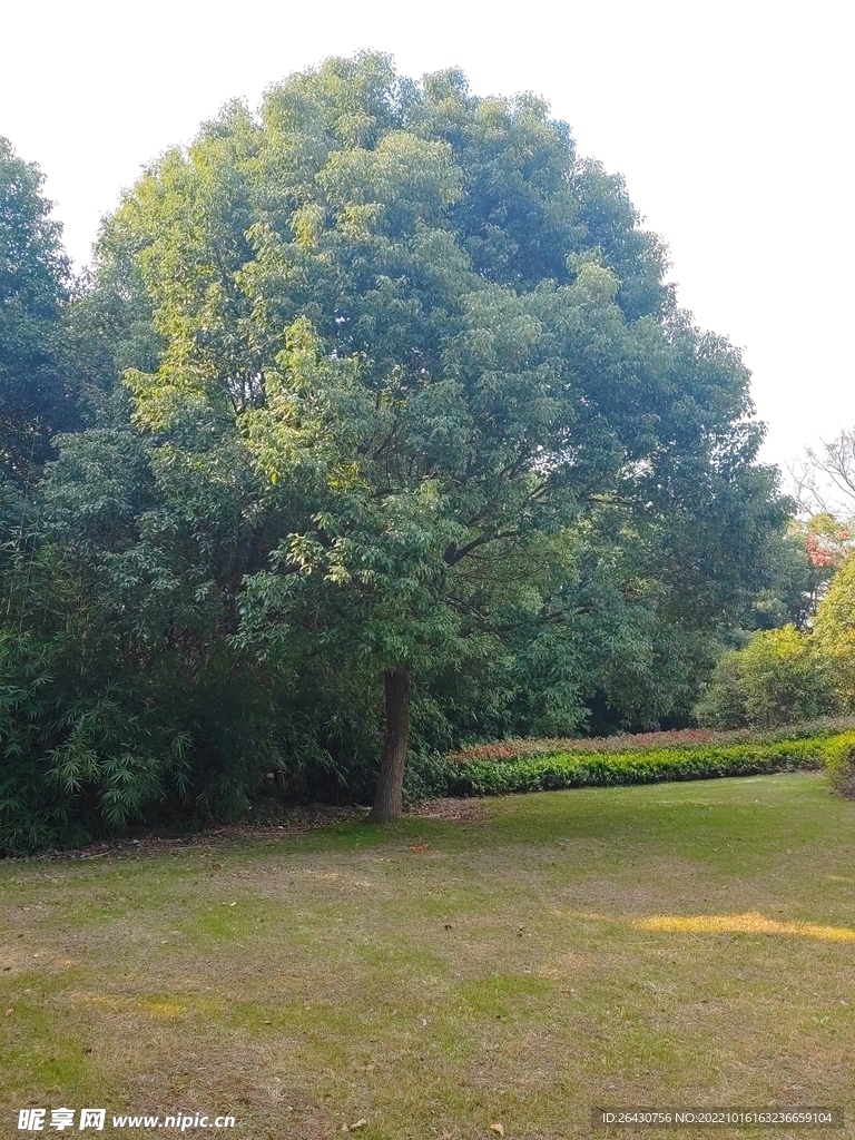 樟树草地