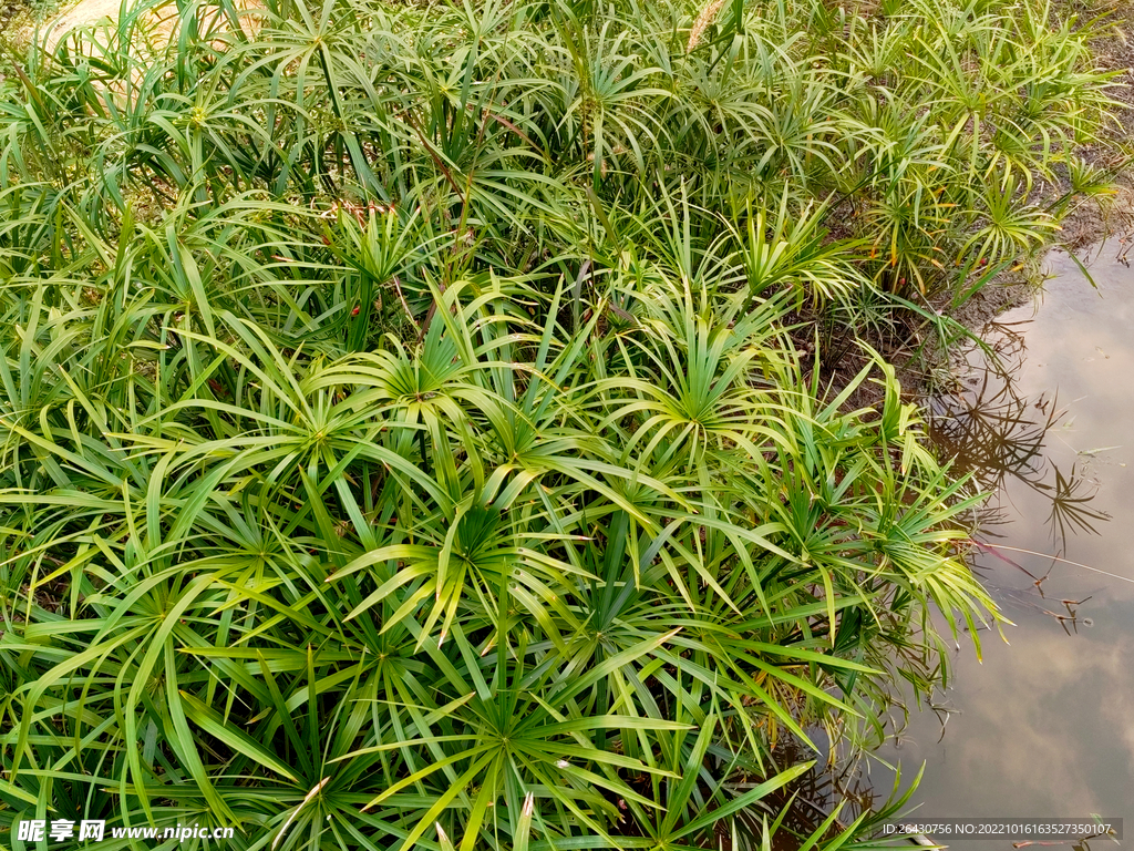 风车草