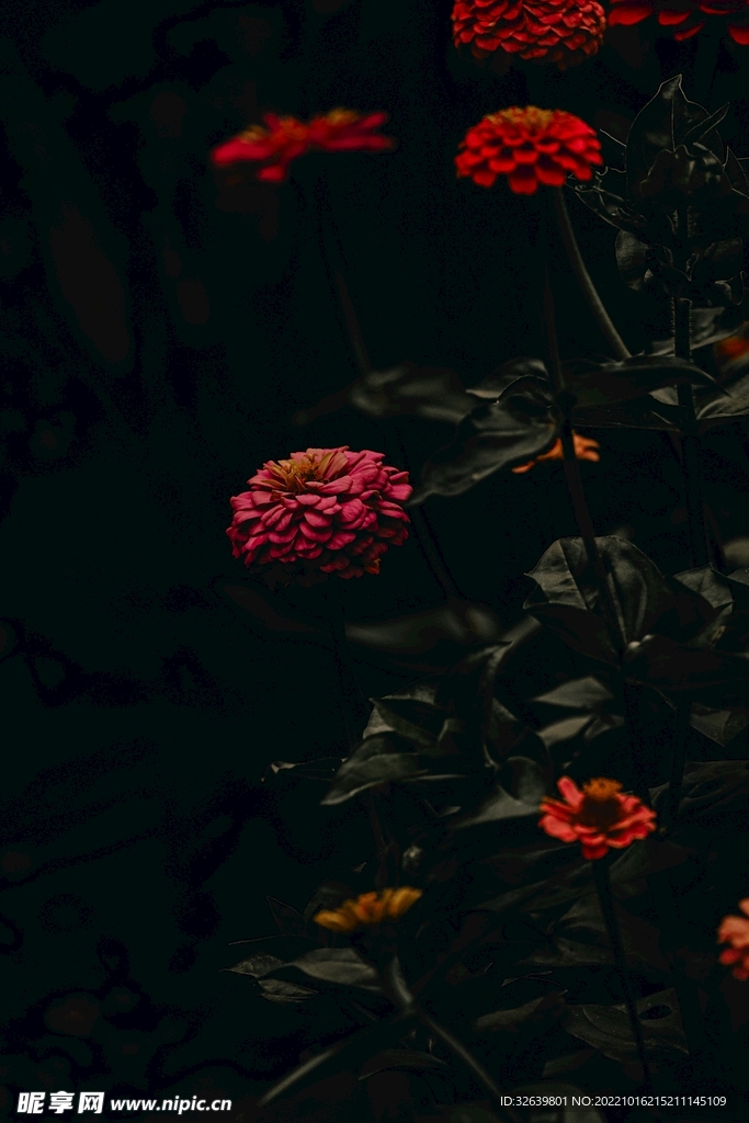 红色花朵