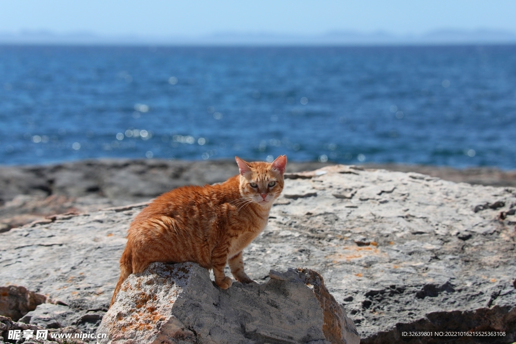 橘猫