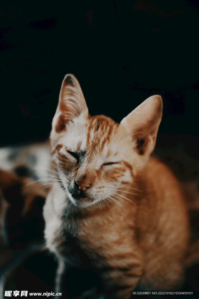 橘猫