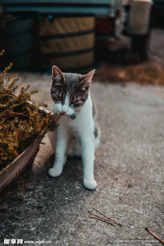 三花猫