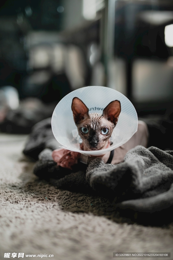 无毛猫