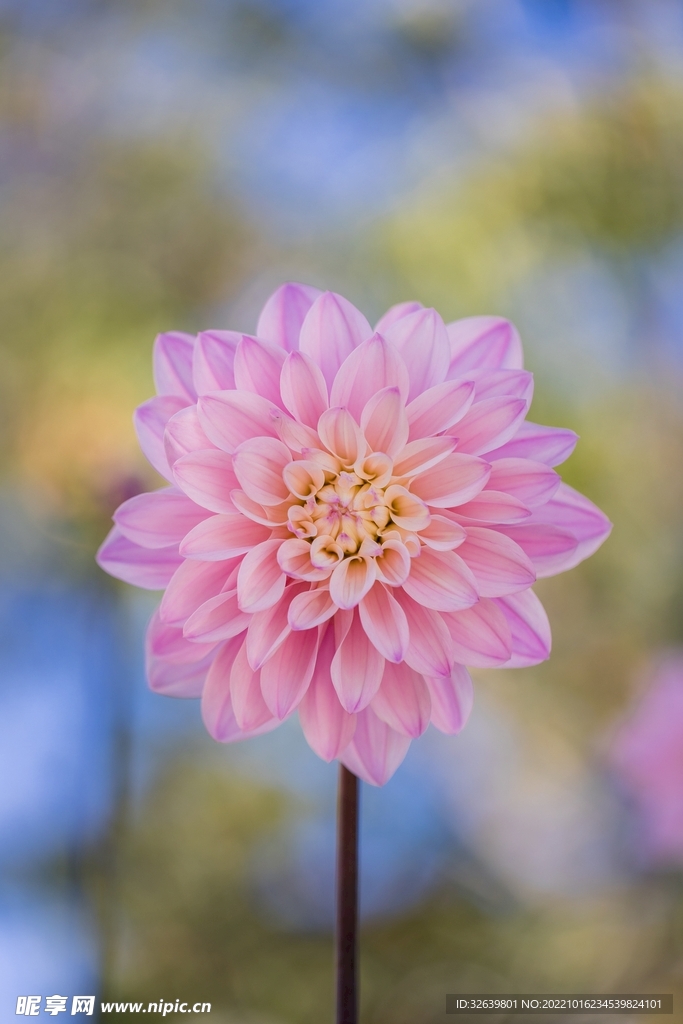 粉色小花
