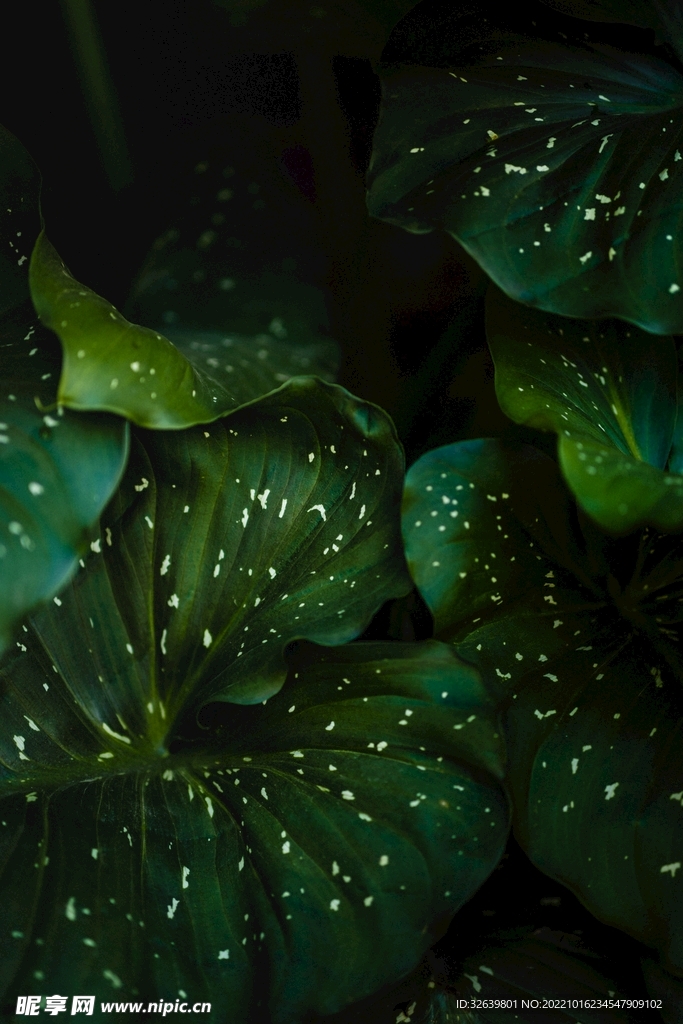 绿叶背景摄影