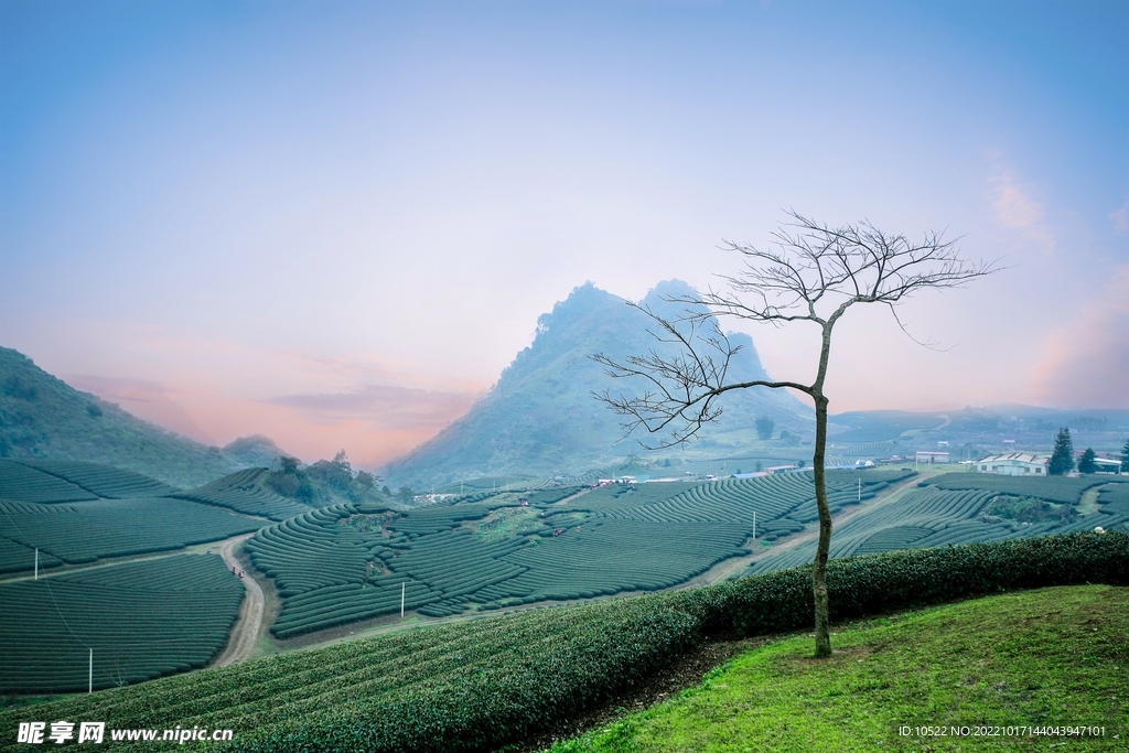 茶园