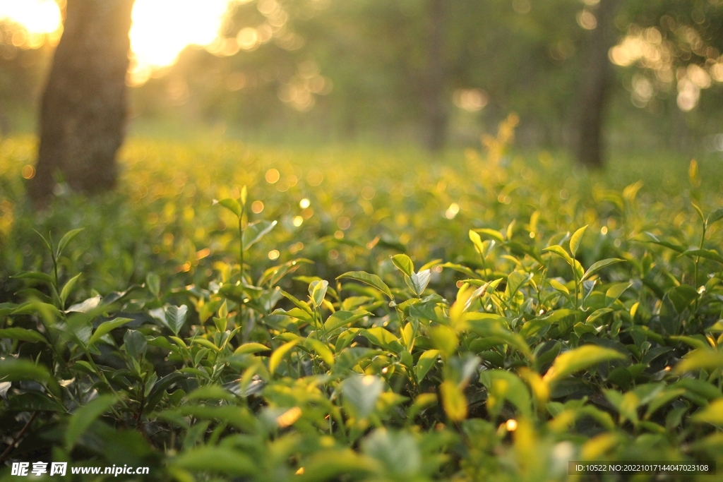 茶树