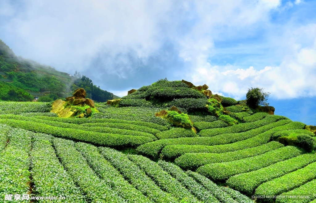 茶园 茶田