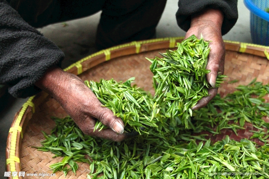 制茶