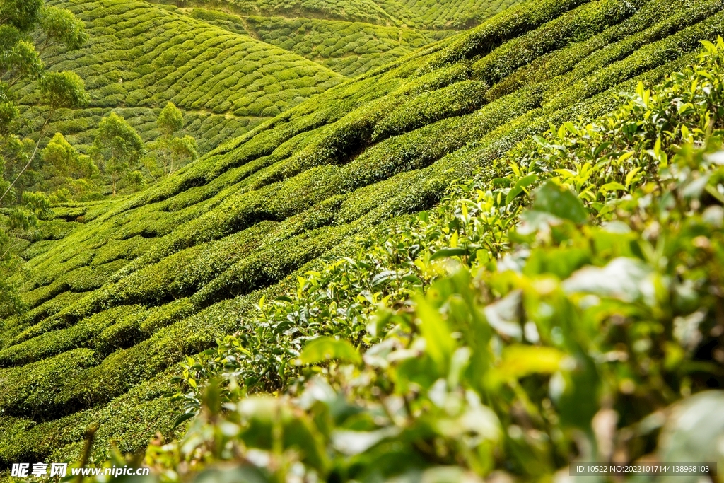 茶园
