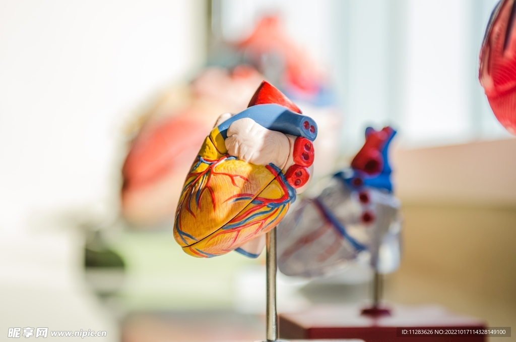 医疗心脏模型