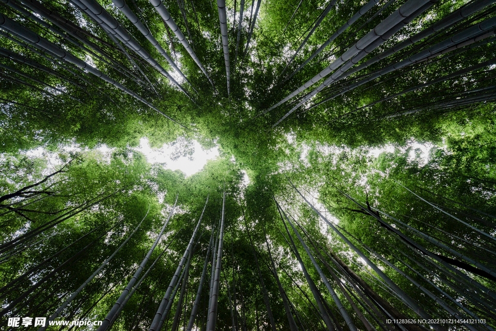 仰视竹林摄影