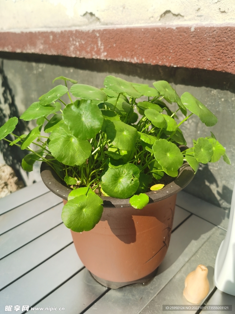 铜钱草