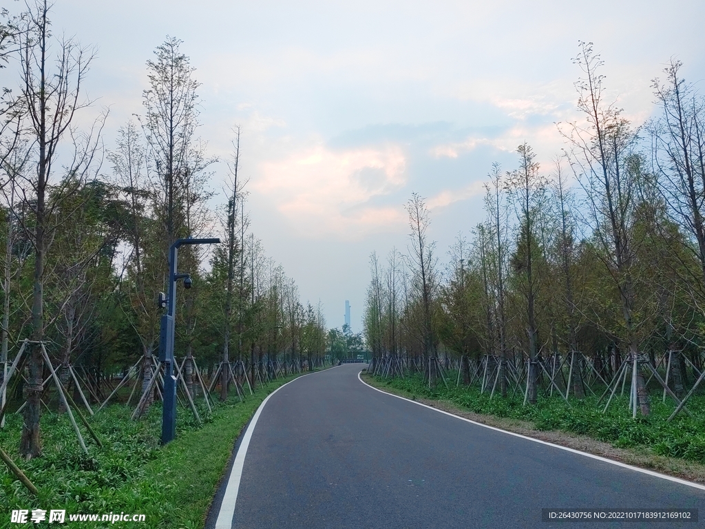 树林里柏油马路