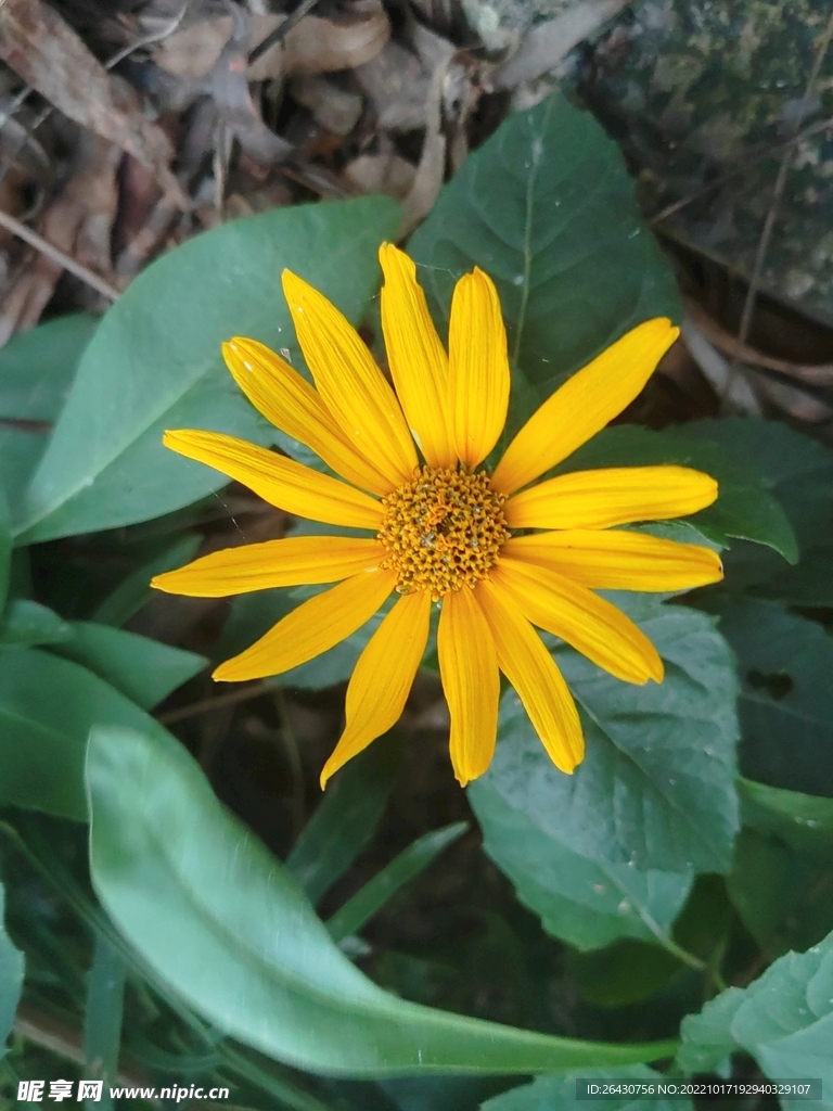 菊芋