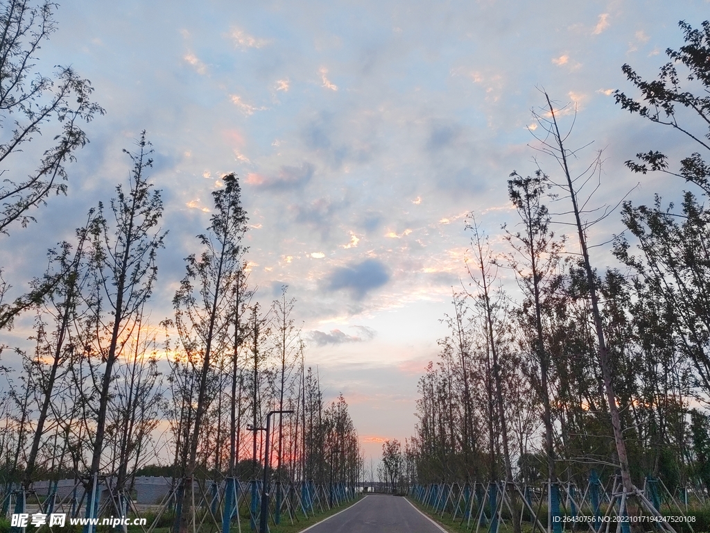 杉树公路晚霞