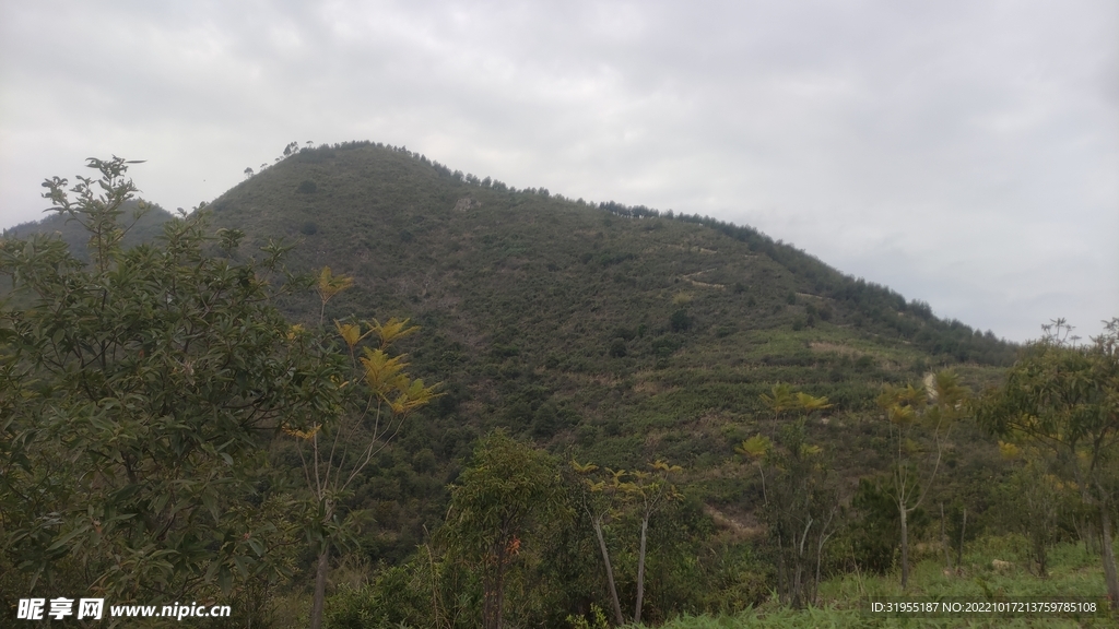 山