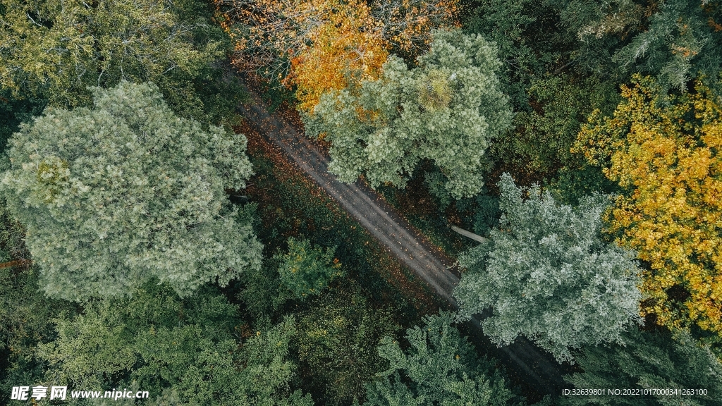 森林小路