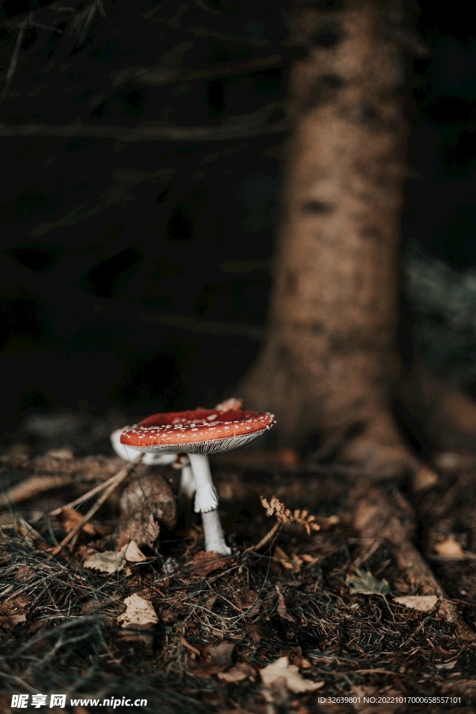 红色毒蘑菇