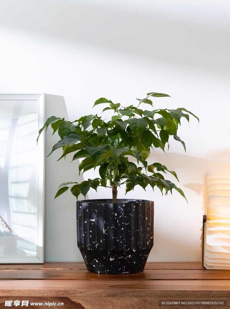 居家植物摄影