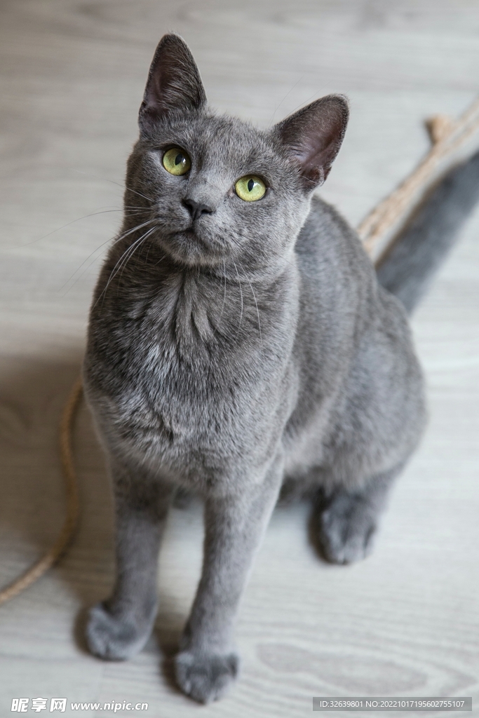 英短 蓝猫