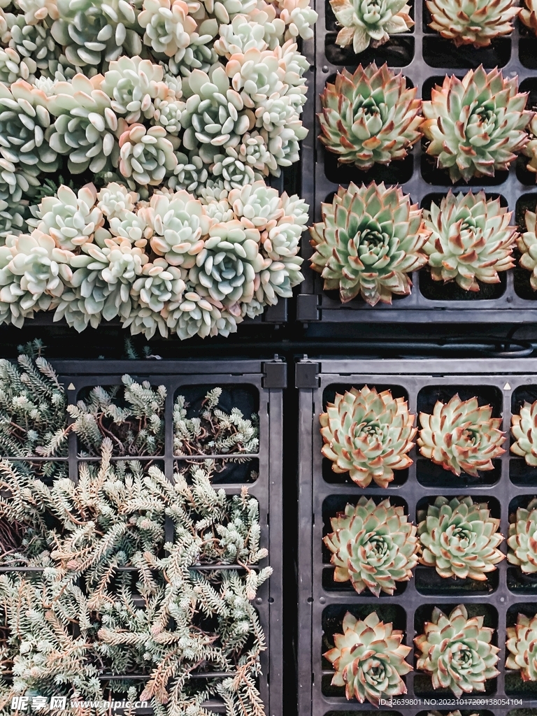多肉植物