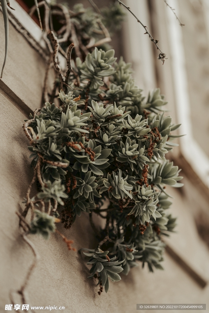 多肉植物 