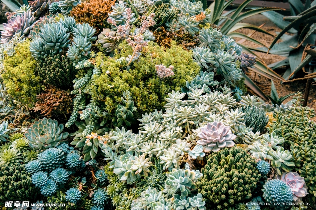 多肉植物 