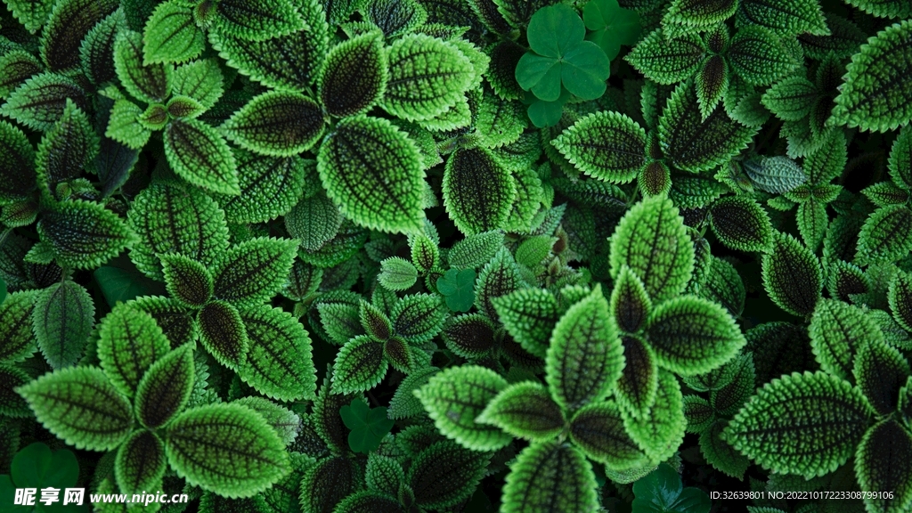  薄荷 