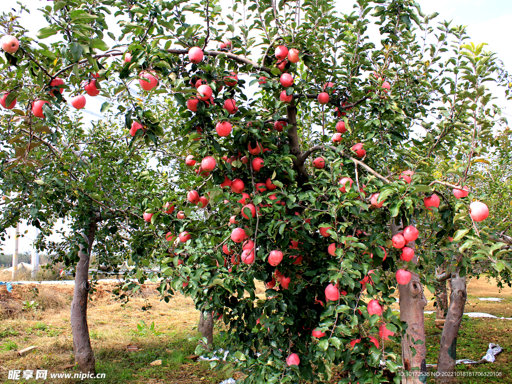苹果树