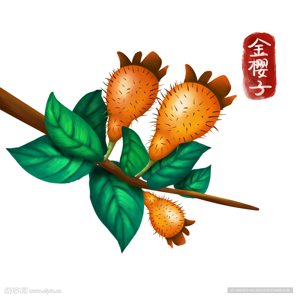 植物