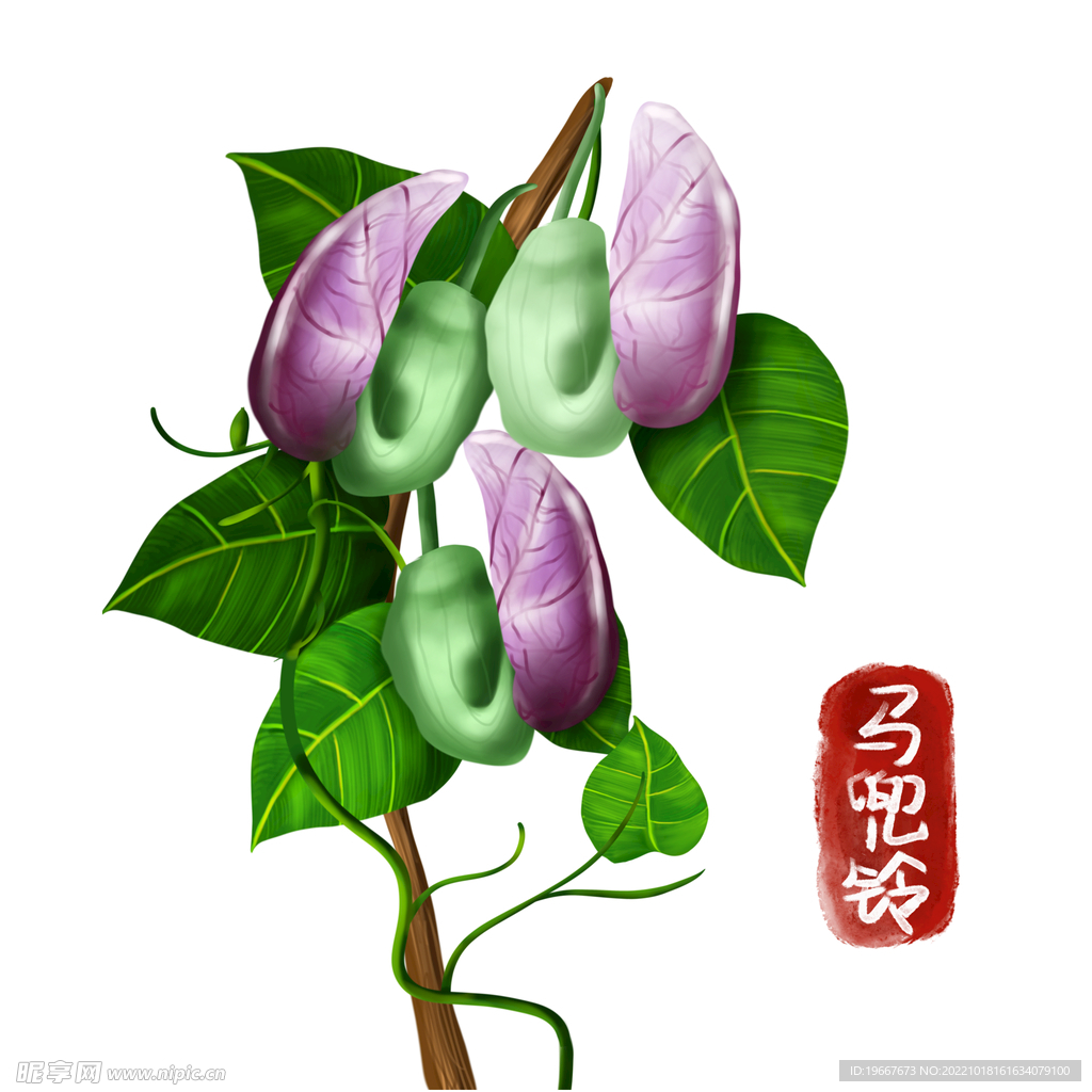 植物