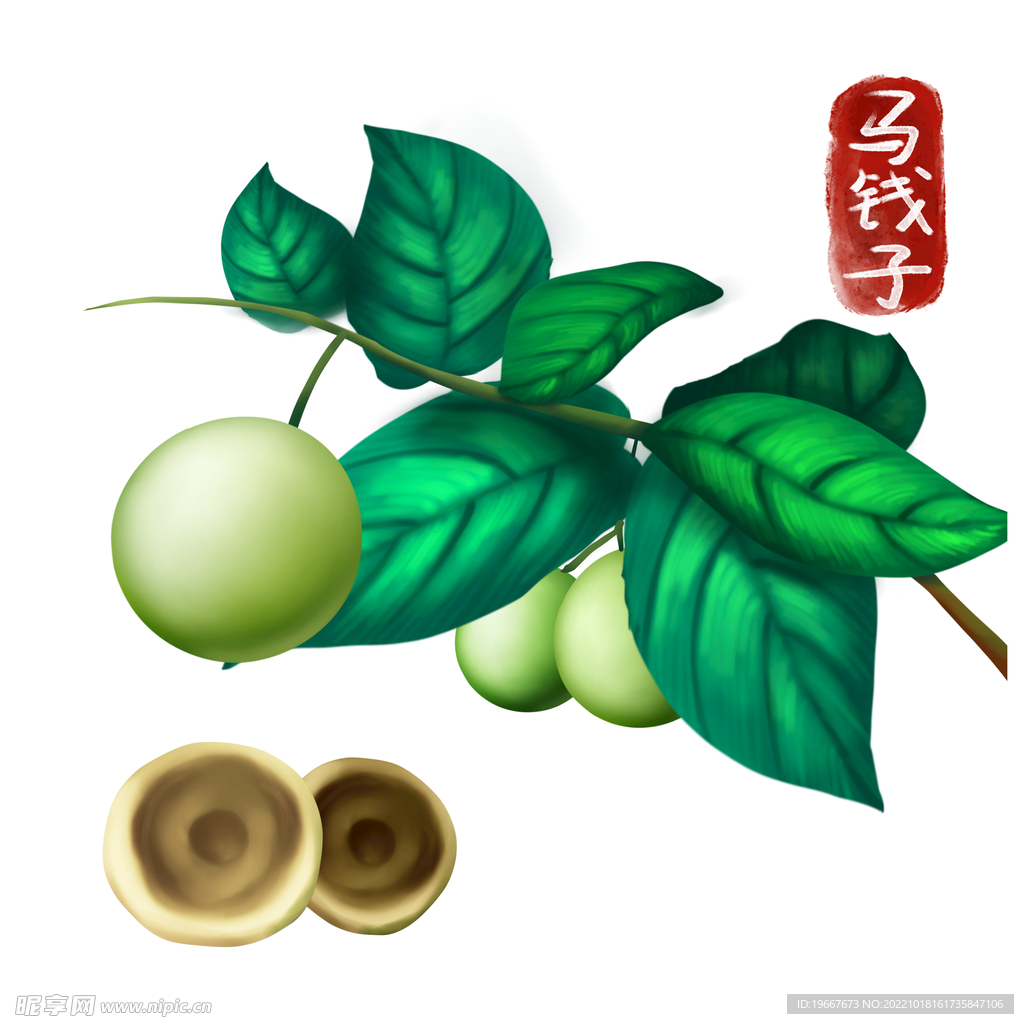 植物