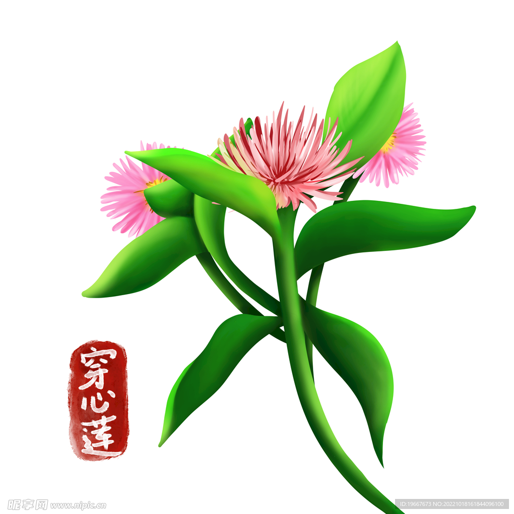 植物