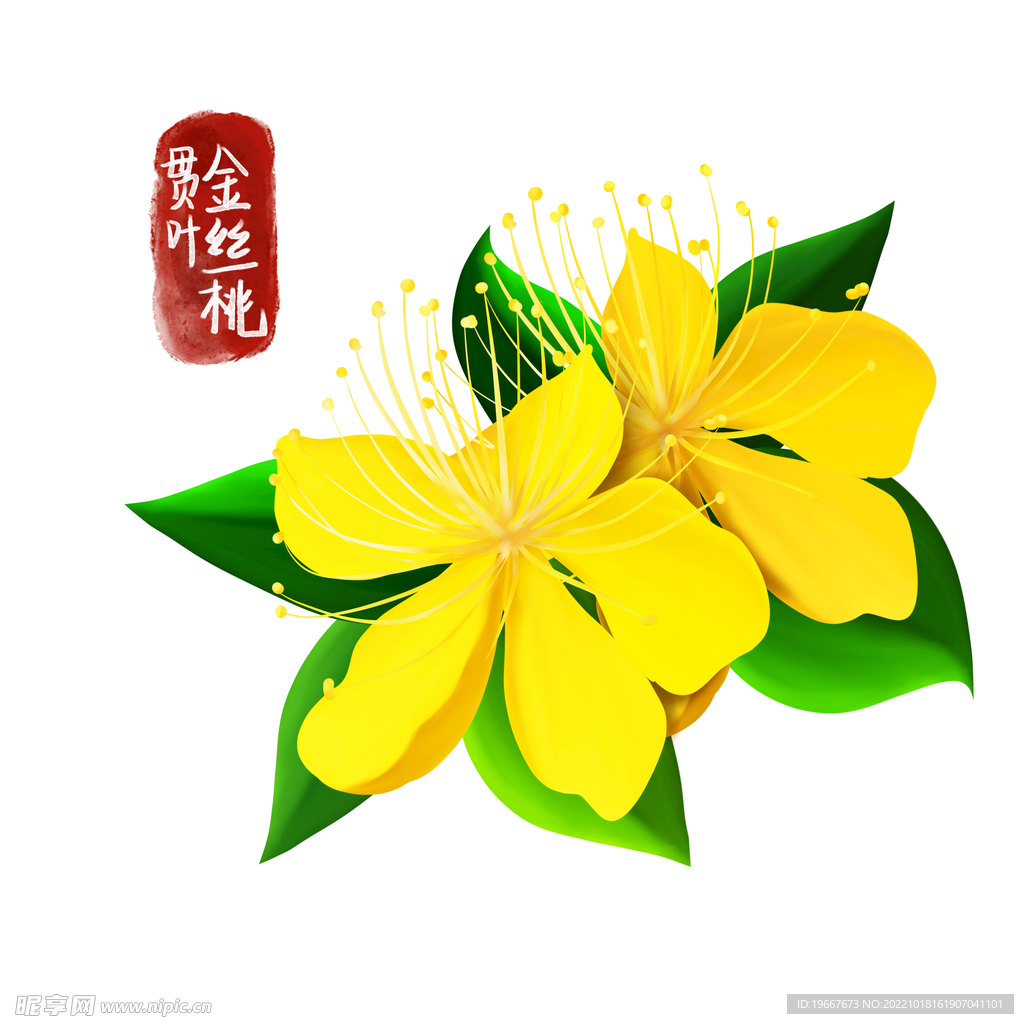 植物