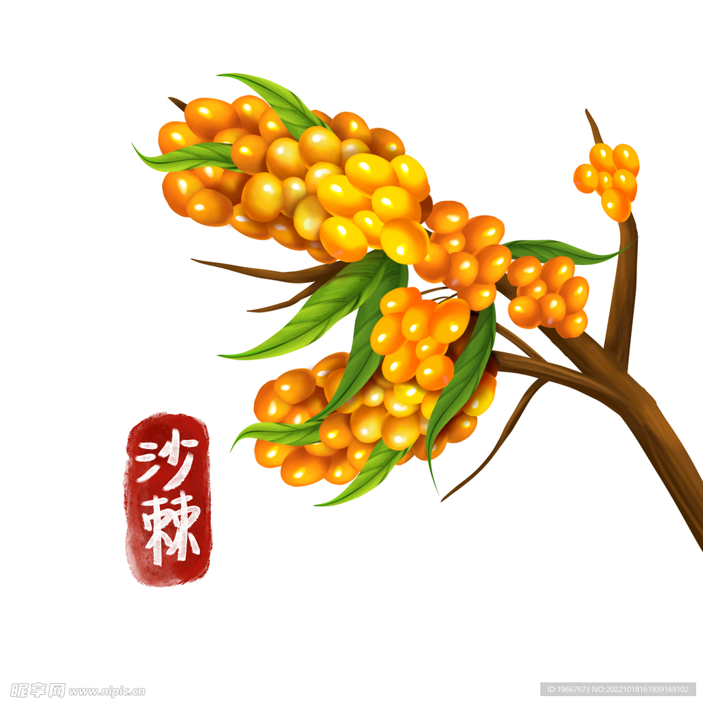 植物